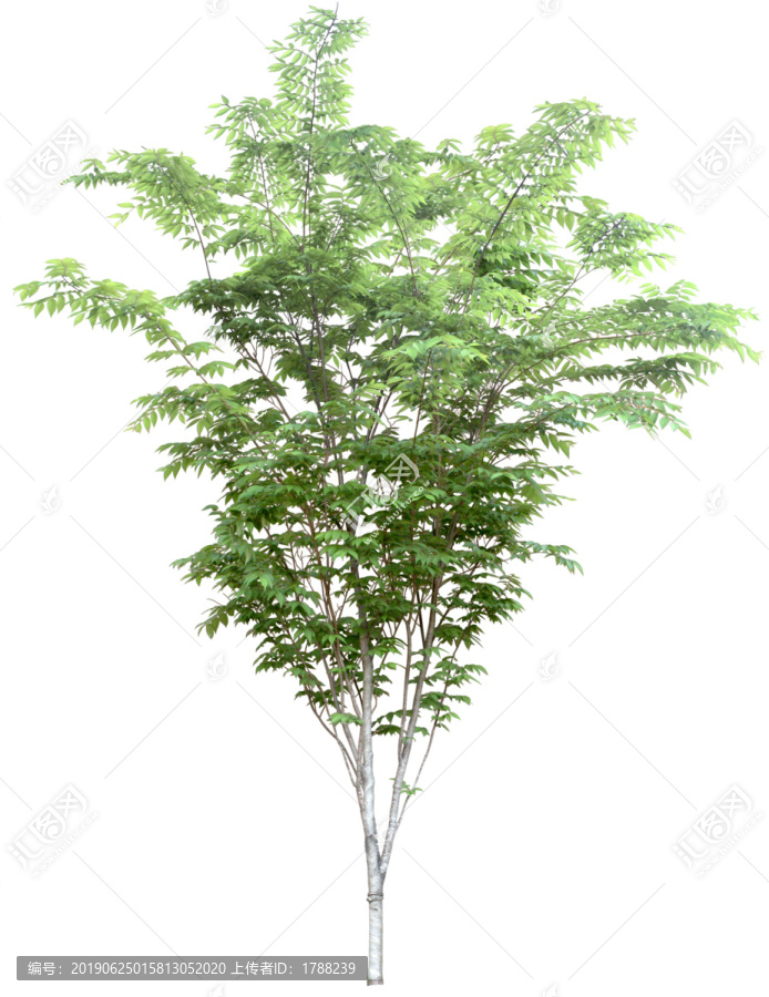樹(shù)木