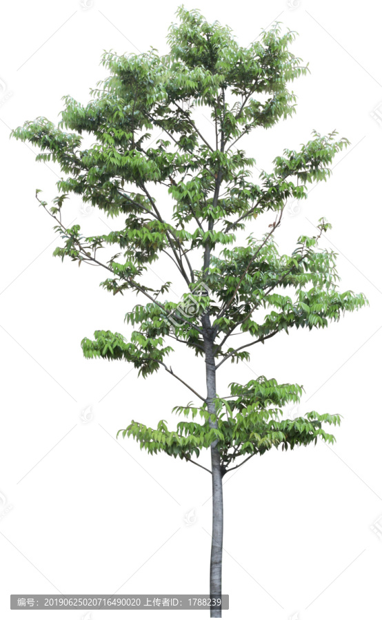 樹木喬木