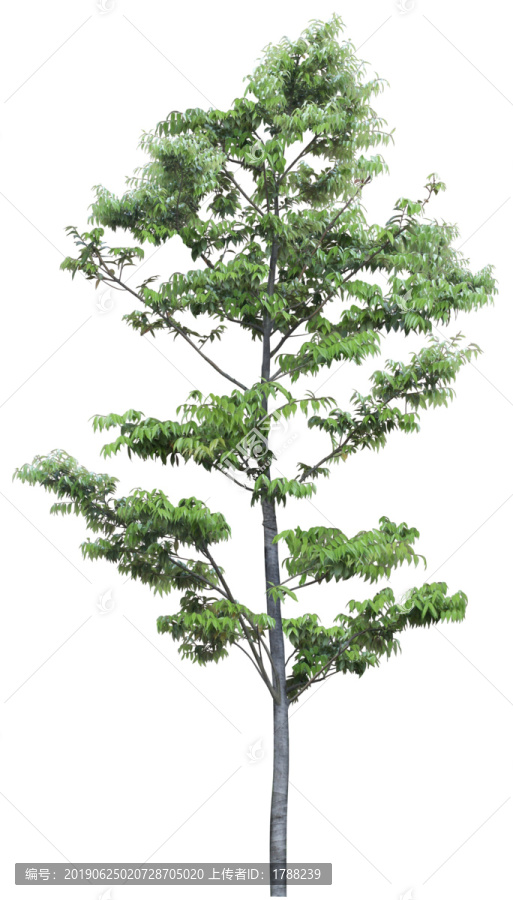 樹木喬木