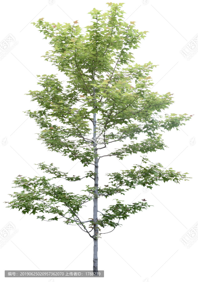 樹木喬木