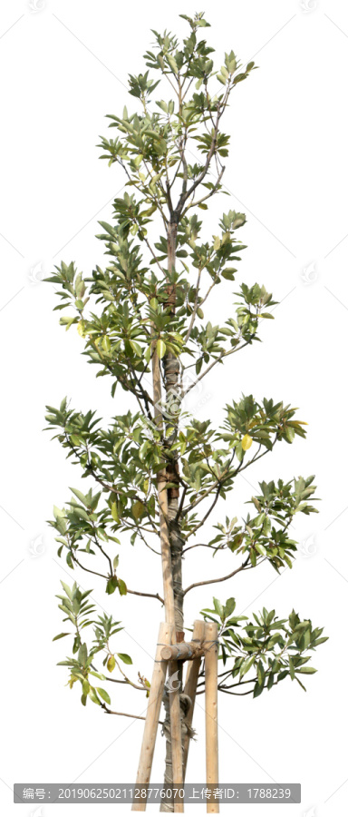 樹木喬木