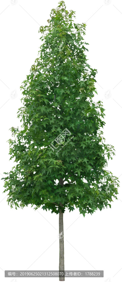 樹木喬木