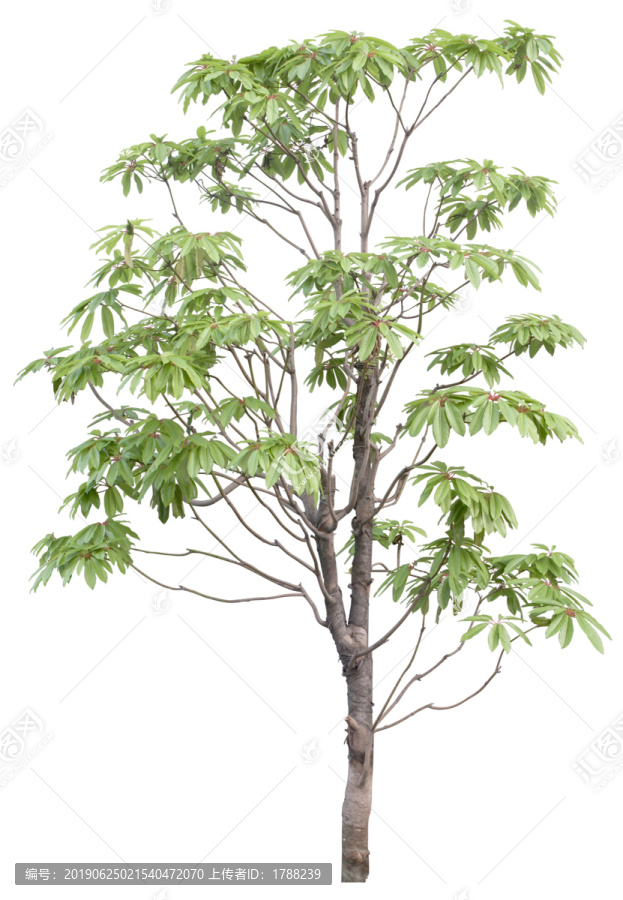 樹木喬木