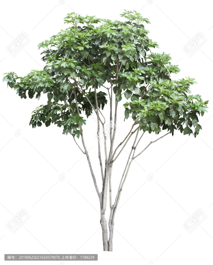樹(shù)木喬木