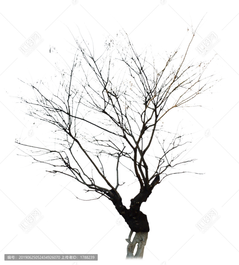 枯樹(shù)
