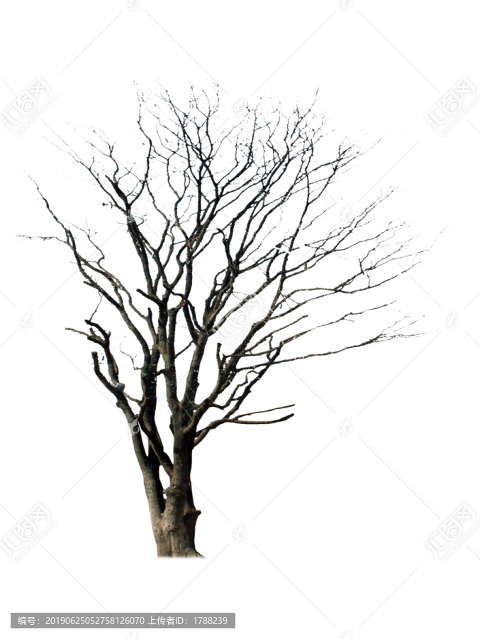 枯樹(shù)
