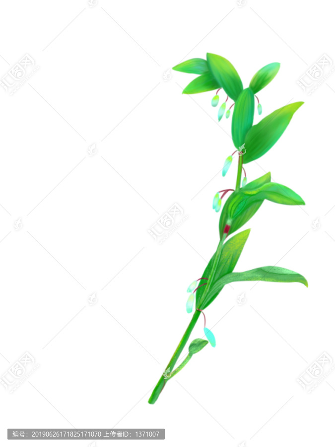 玉竹