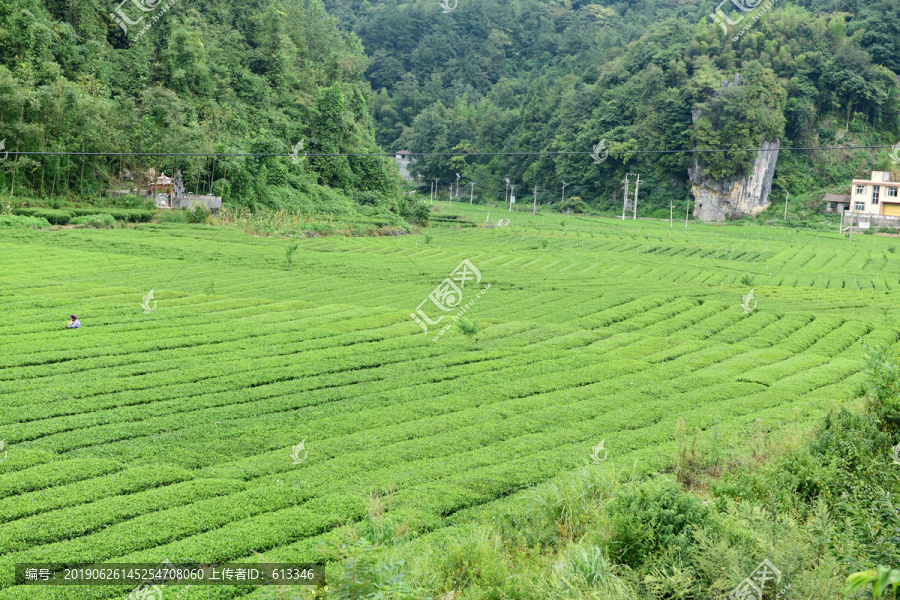 有机茶园