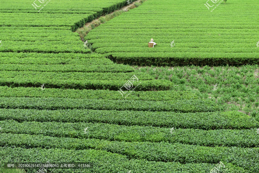 有机茶园