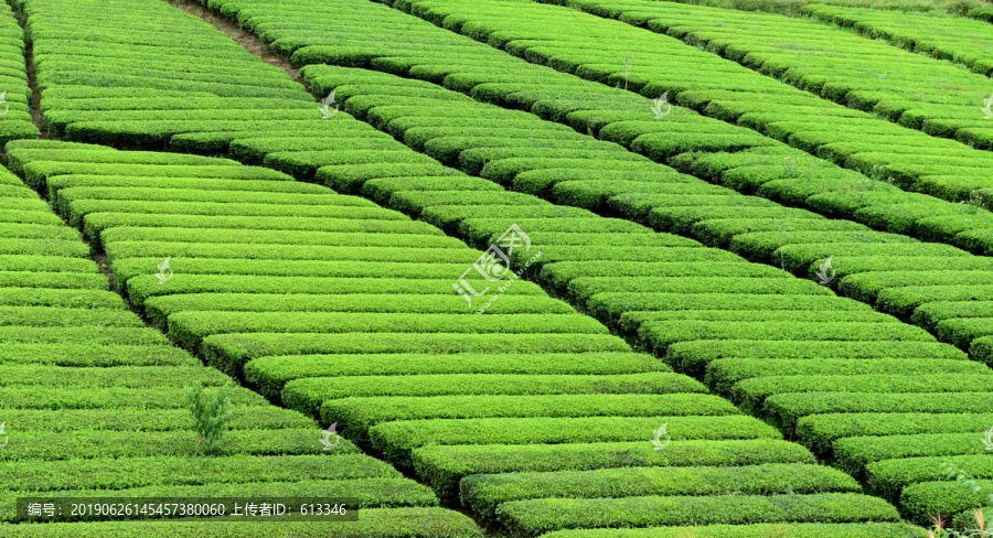 有机茶园