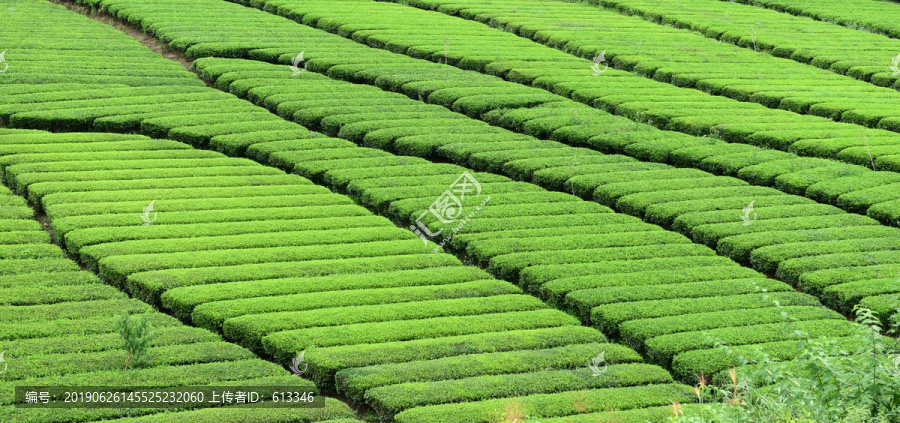 茶园茶山