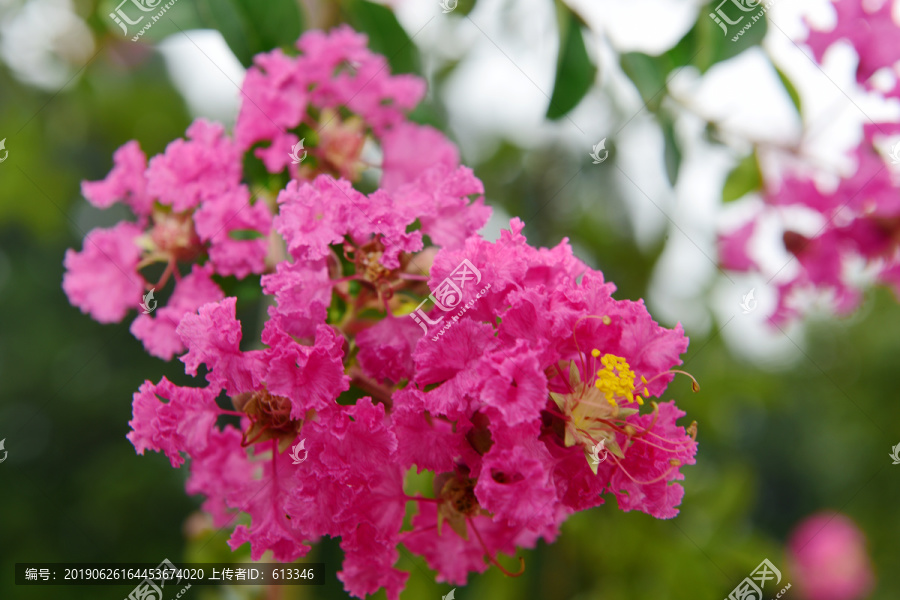 痒痒树紫薇花