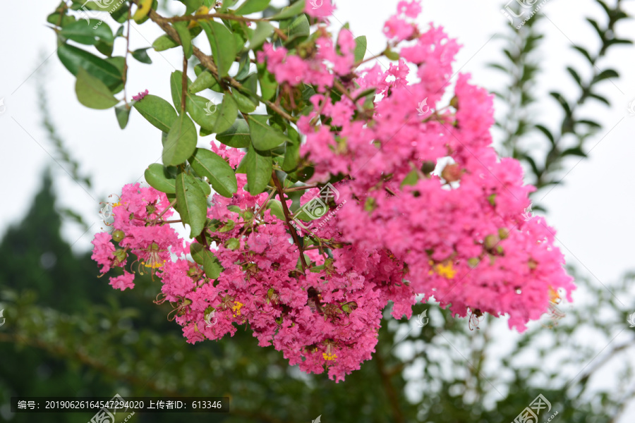 紫薇花