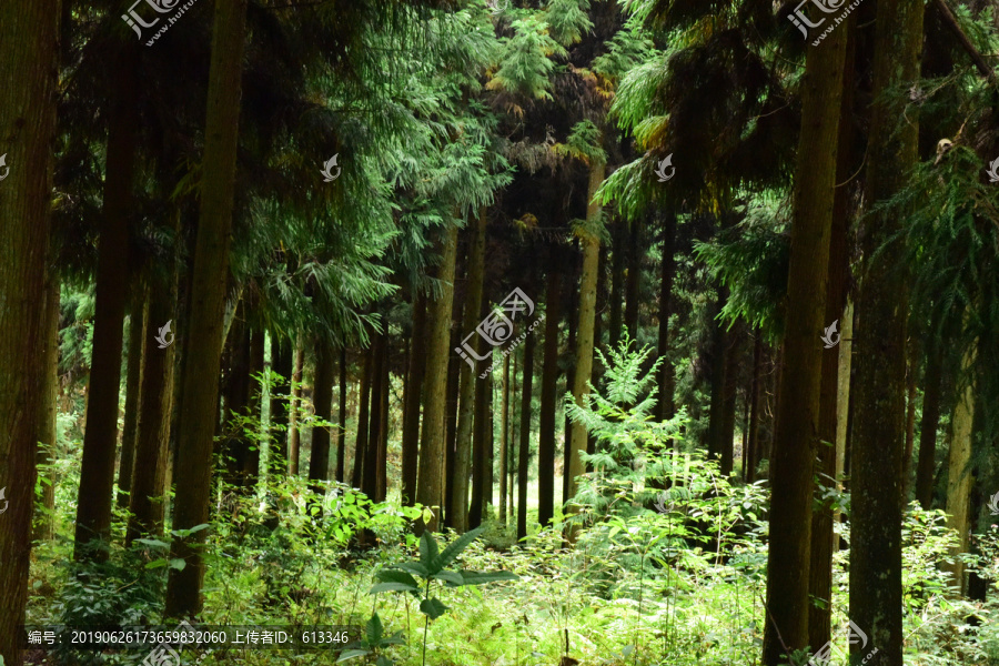 绿色森林森林背景