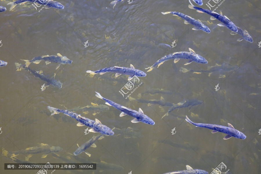 青海湖湟鱼