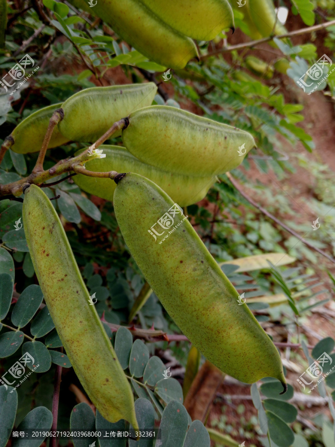 野皂荚