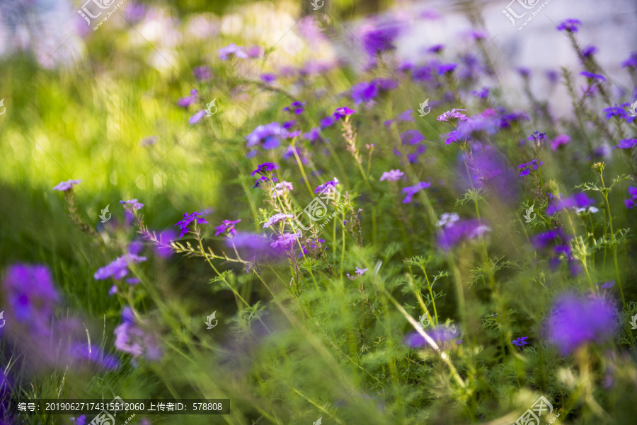 花草