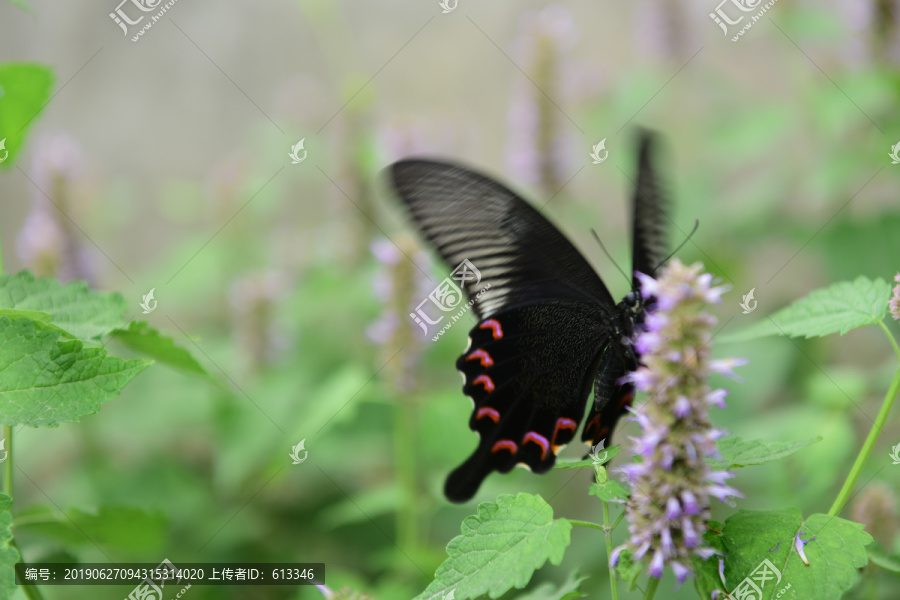 花丛里的黑色的蝴蝶