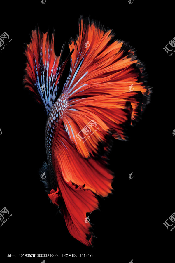 吉祥魚