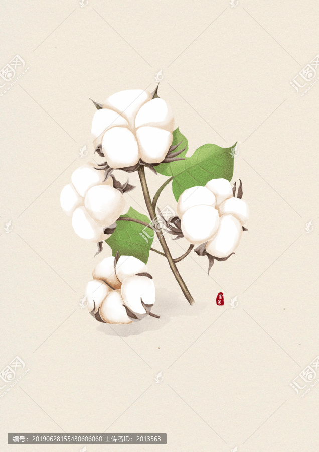 手繪棉花插畫