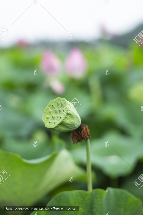 荷花花萼