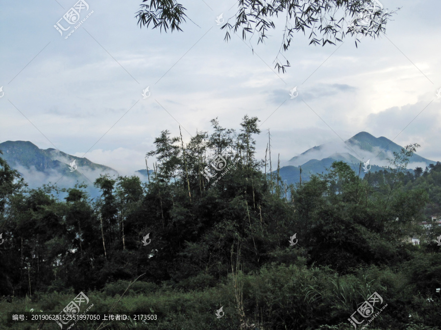 远山竹林