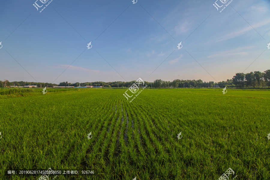 稻田地