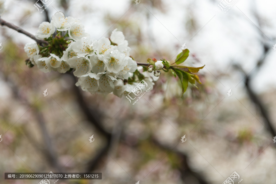 樱花园的花花草草