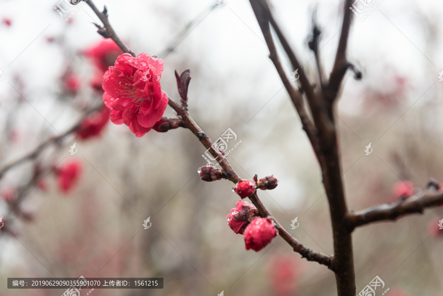 樱花园的花花们