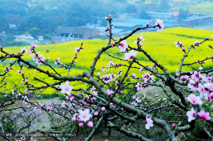 城郊赏花