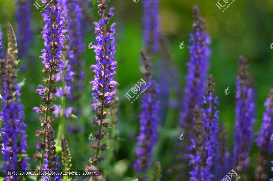 奧森花園的薰衣草-匯圖網(wǎng) fosd68.com 奧森花園的薰衣草