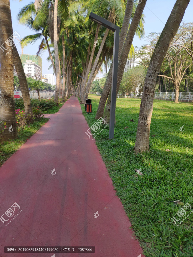 椰林小路