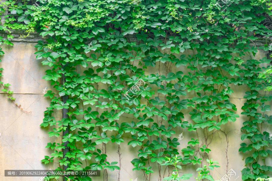 爬山虎植物墙背景墙