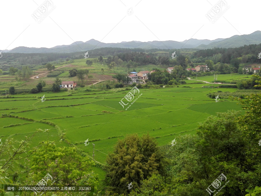 山区稻田