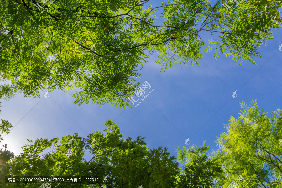 仰望绿树天空