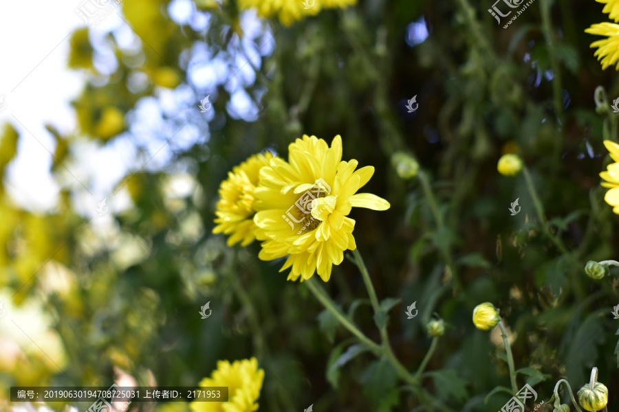 菊花