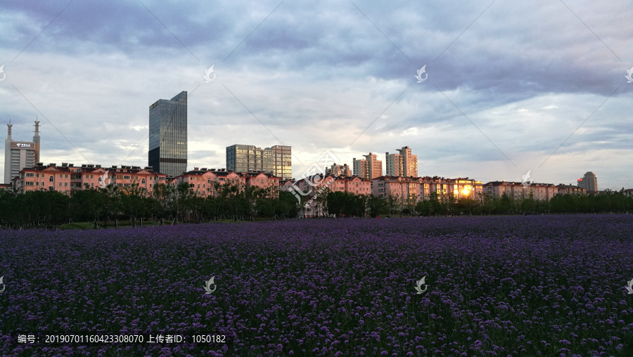 紫色花海中的城市黄昏