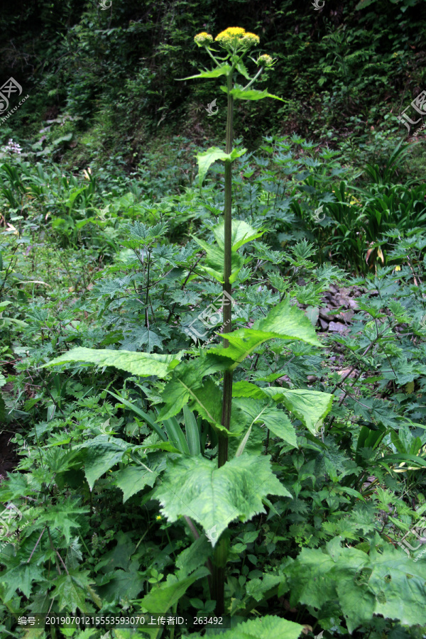 大山野草