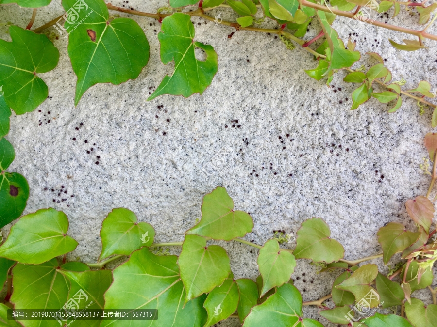 爬山虎叶子边框