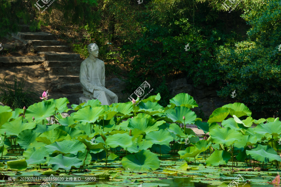 清华大学夏季荷花塘