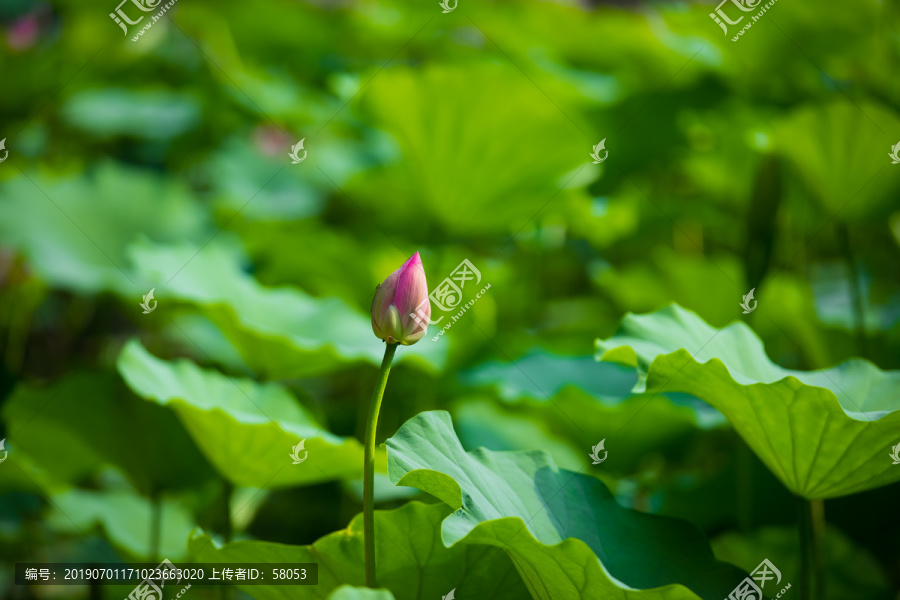 夏季含苞待放的荷花