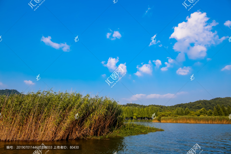 宁波马山湿地芦苇荡