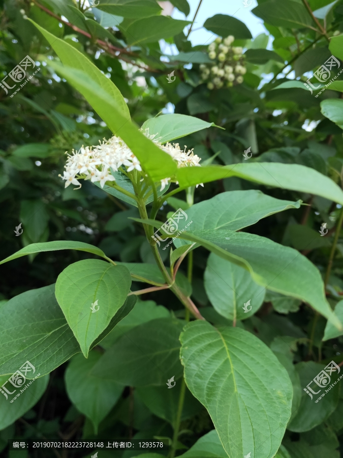 路边的花树