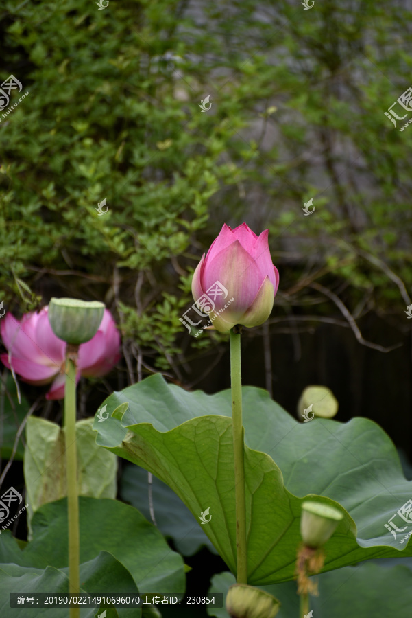 荷花花苞