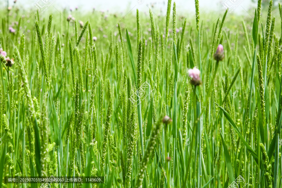 绿色植物背景