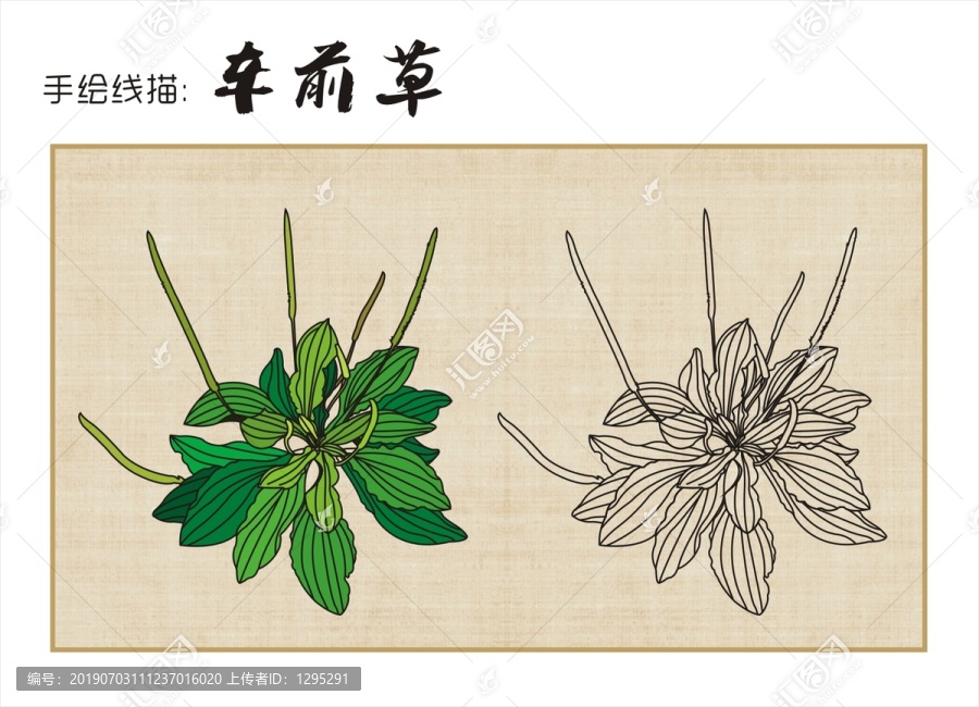 車前草