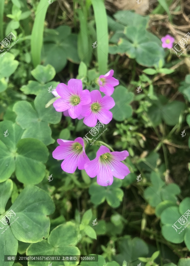 红花酢浆草