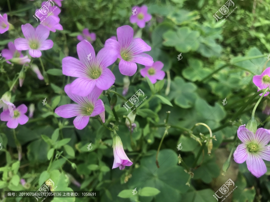 红花酢浆草