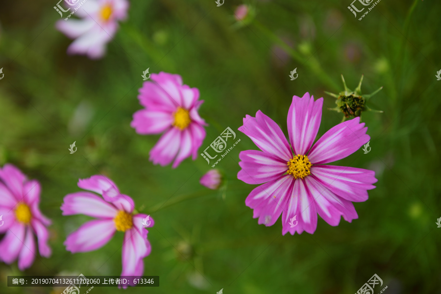 格桑花花海