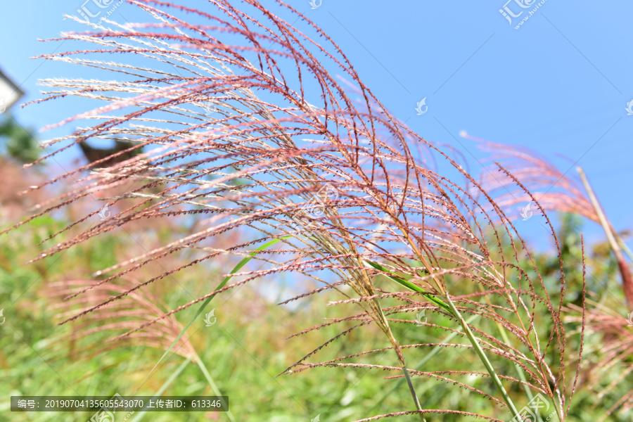 芦苇芦花